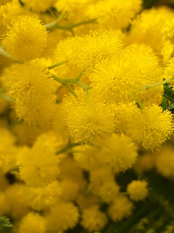 Bouquet de mimosa, Paris 12e (75)