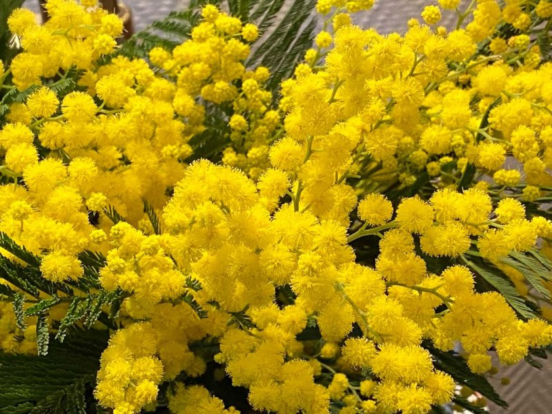 Bouquet de mimosa, Paris 12e (75)