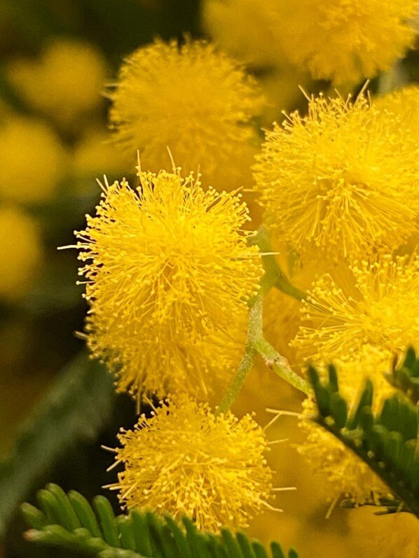 Bouquet de mimosa, Paris 12e (75)