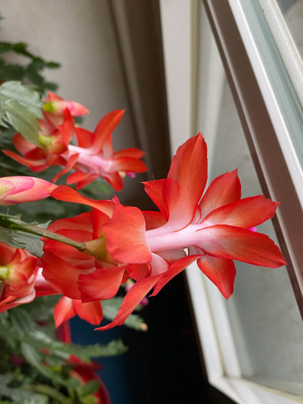 Cactus de Noêl, Schlumbergera, plante d'intérieur, Paris 19e (75)