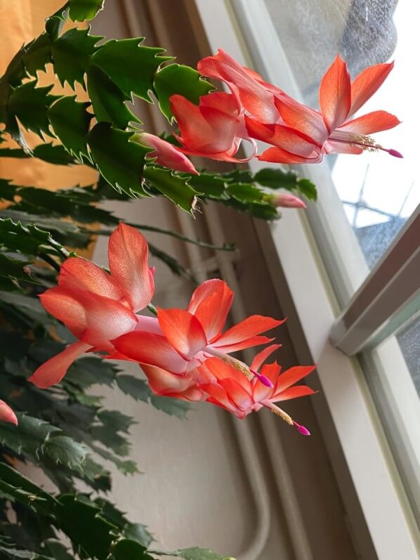 Cactus de Noêl, Schlumbergera, plante d'intérieur, Paris 19e (75)