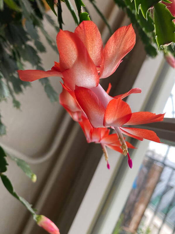 Cactus de Noêl, Schlumbergera, plante d'intérieur, Paris 19e (75)