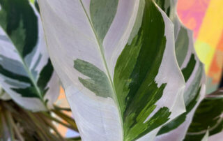 Calathea 'Fusion White', plante d'intérieur, Paris 19e (75)