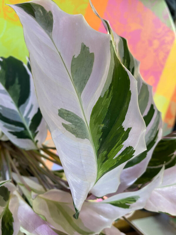 Calathea 'Fusion White', plante d'intérieur, Paris 19e (75)