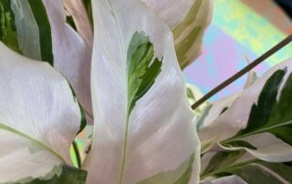 Calathea 'Fusion White', plante d'intérieur, Paris 19e (75)