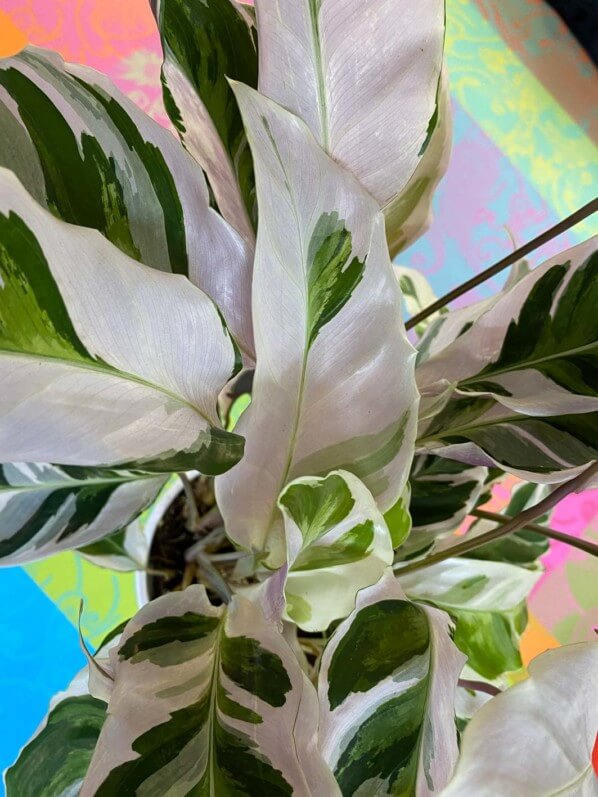 Calathea 'Fusion White', plante d'intérieur, Paris 19e (75)