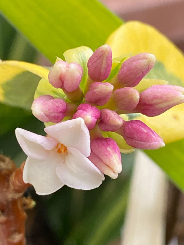 Lire la suite à propos de l’article Première fleur du Daphne odora ‘Geisha Girl’