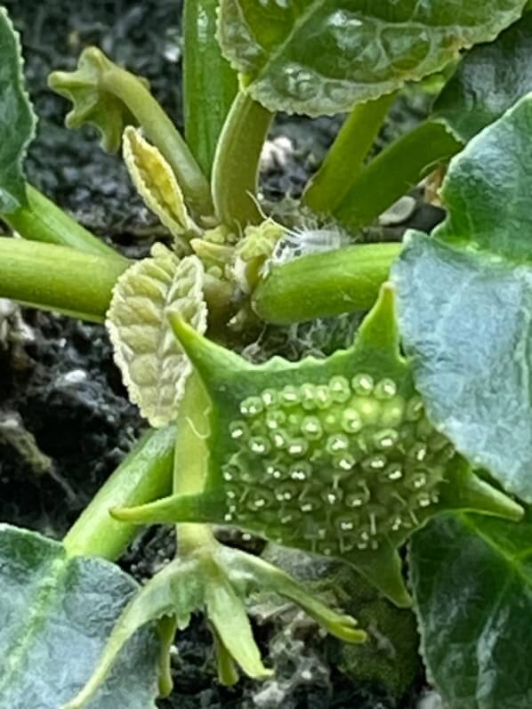 Inflorescence de Dorstenia foetida, plante d'intérieur, Paris 19e (75)