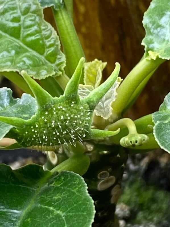 Inflorescence de Dorstenia foetida, plante d'intérieur, Paris 19e (75)