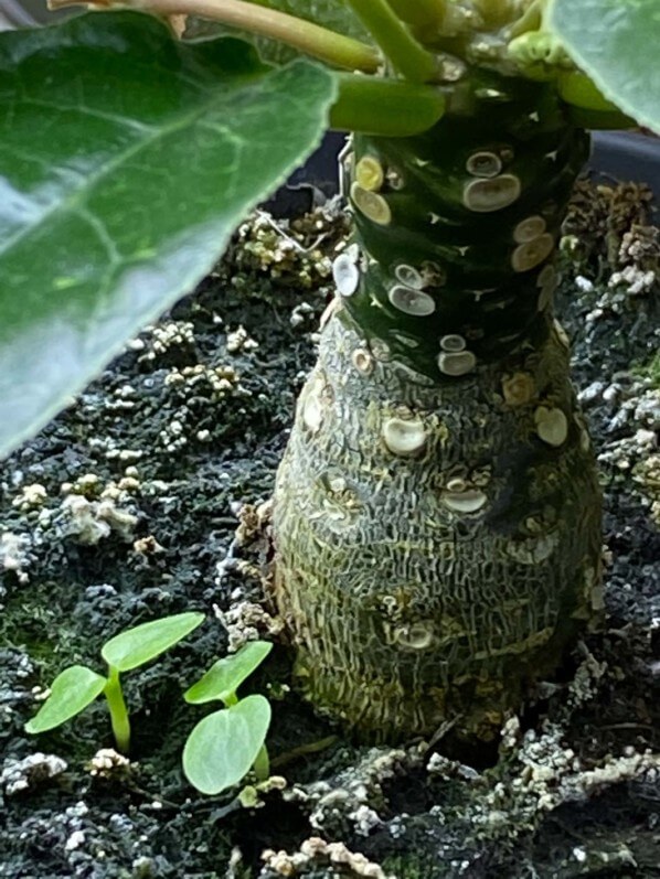 Dorstenia foetida, plante d'intérieur, Paris 19e (75)