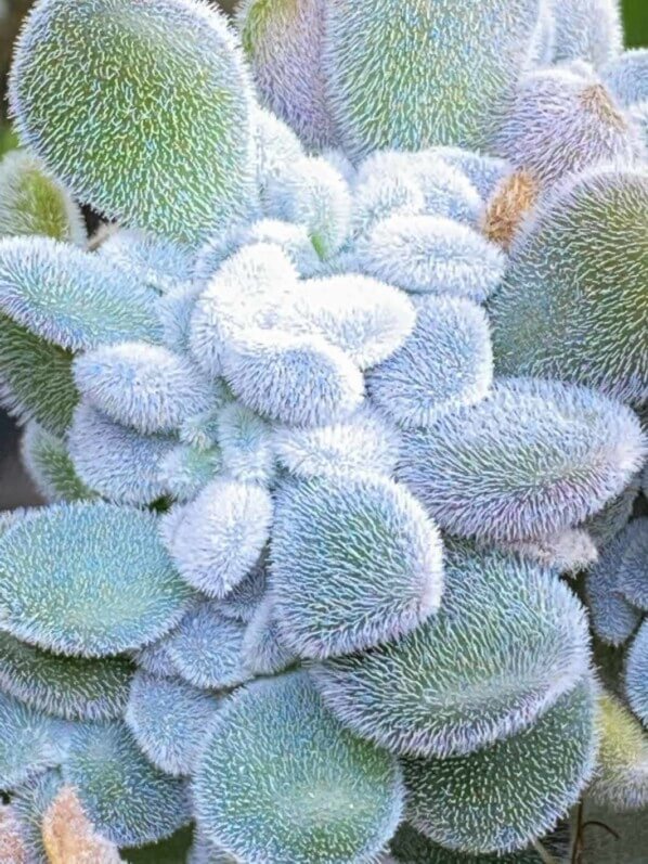 Echeveria pulvinata ‘Frosty’ form cristata, plante d'intérieur, Paris 19e (75)