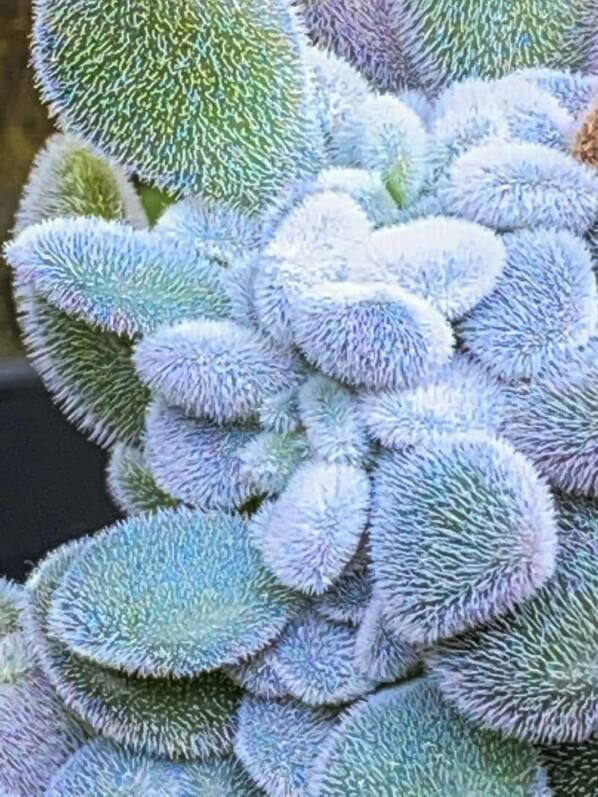 Lire la suite à propos de l’article Echeveria pulvinata ‘Frosty’ forme cristata, toute velue et toute douce