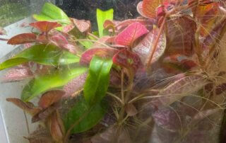 Episcia et Nepenthes dans un nano terrarium, plante d'intérieur, Paris 19e (75)