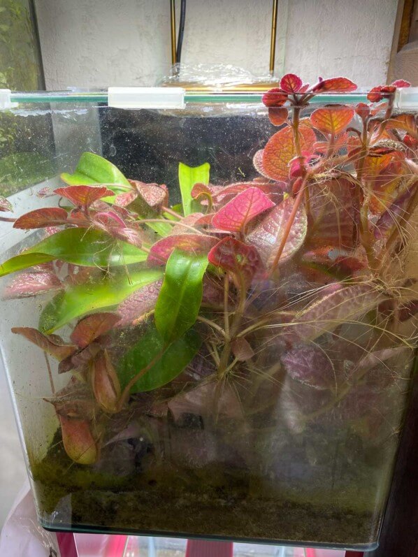 Episcia et Nepenthes dans un nano terrarium, plante d'intérieur, Paris 19e (75)