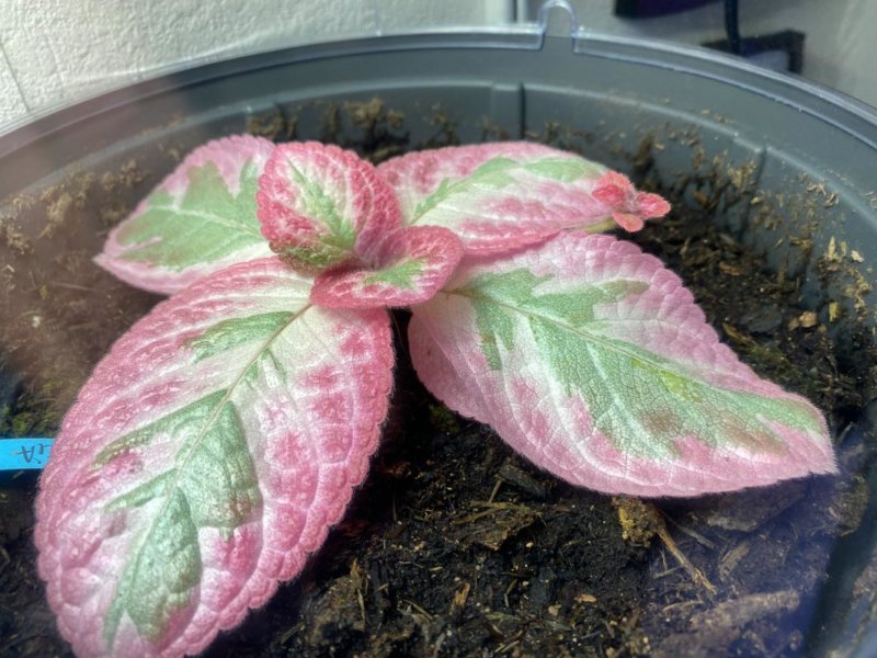 Episcia 'Pink Brocade', feuillage panaché, Gesnériacées, plante d'intérieur, Paris 19e (75)