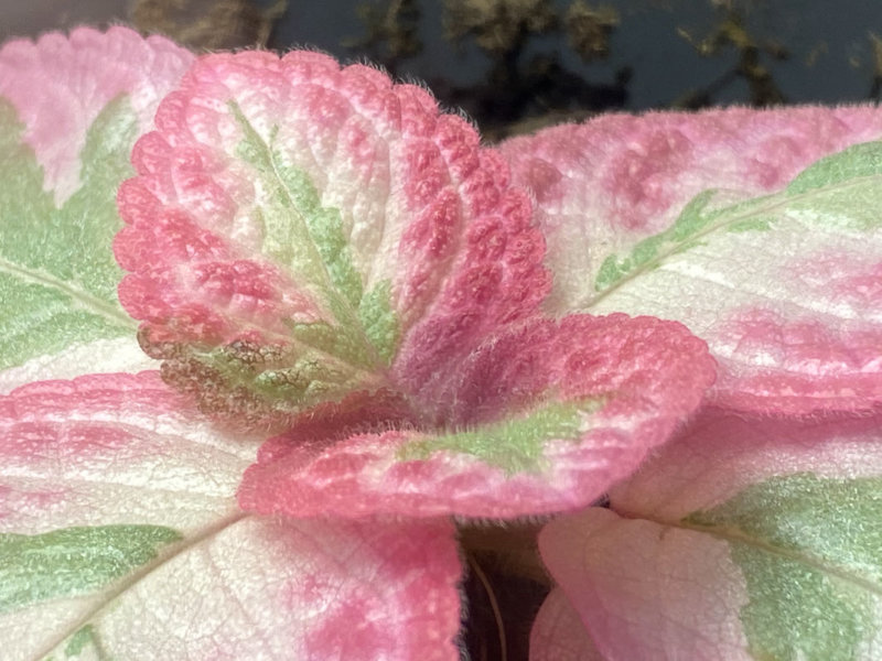 Episcia 'Pink Brocade', feuillage panaché, Gesnériacées, plante d'intérieur, Paris 19e (75)
