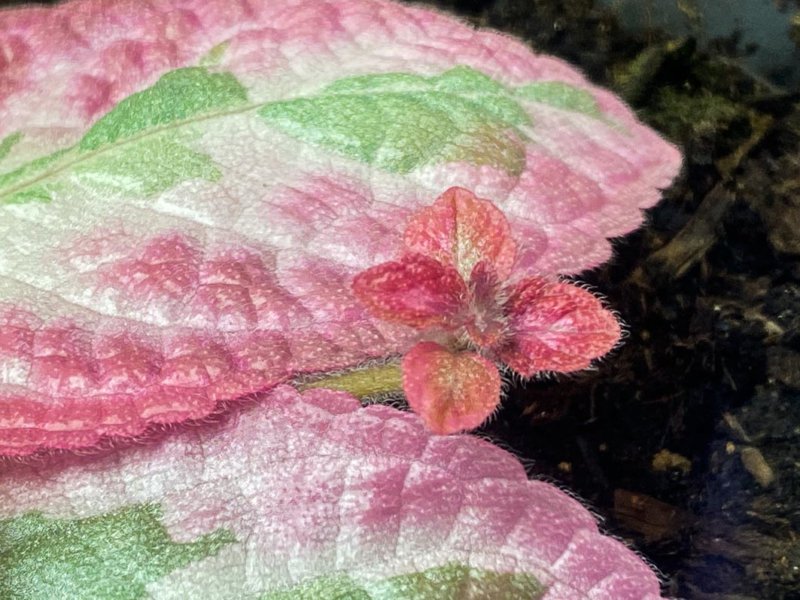 Episcia 'Pink Brocade', feuillage panaché, Gesnériacées, plante d'intérieur, Paris 19e (75)