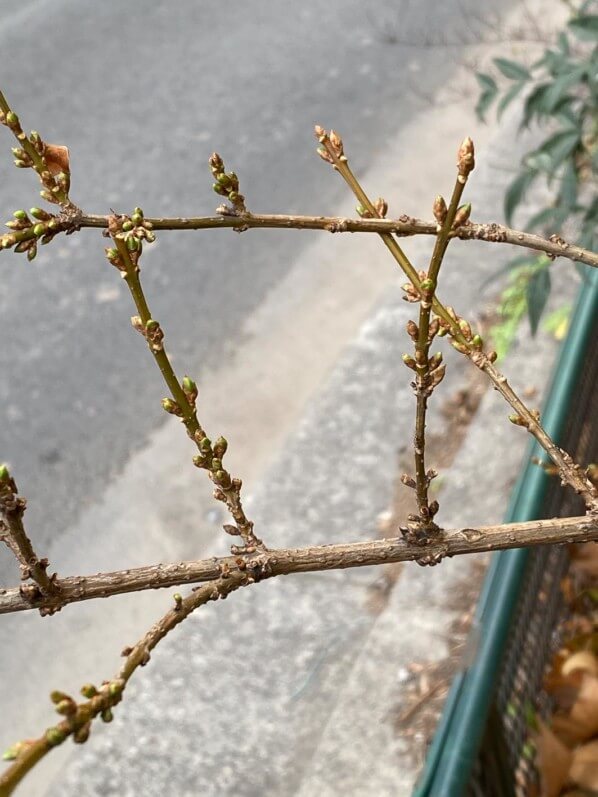 Bourgeons sur rameaux de forsythia, Paris (75), automne