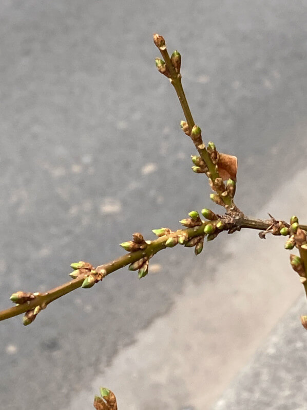 Bourgeons sur rameaux de forsythia, Paris (75), automne