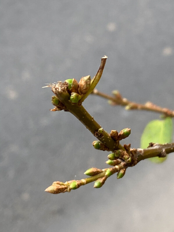 Bourgeons sur rameaux de forsythia, Paris (75)