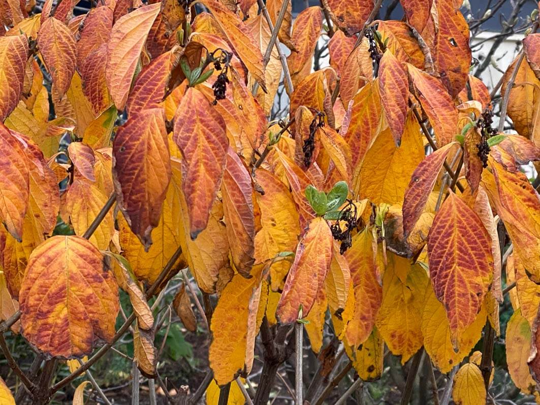 Lire la suite à propos de l’article Feuillage d’automne et nouvelles feuilles sur un hydrangéa