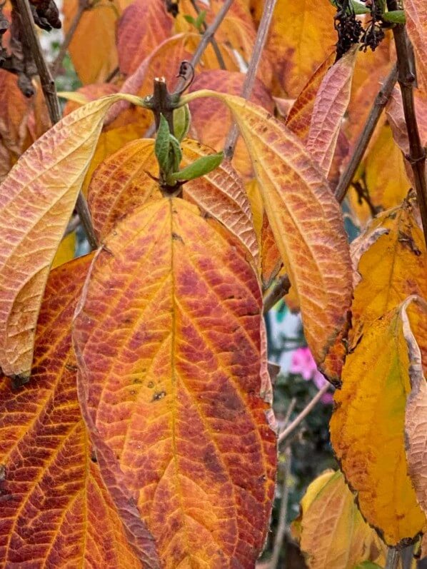 Hydrangéa avec ses couleurs d'automne, square Claude Nicolas Ledoux, Paris 14e (75)