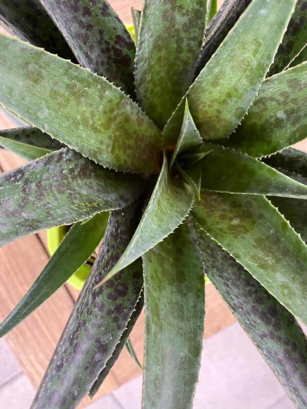 Mangave Pineapple Express, plante exotique, terrasse, Paris 19e (75)