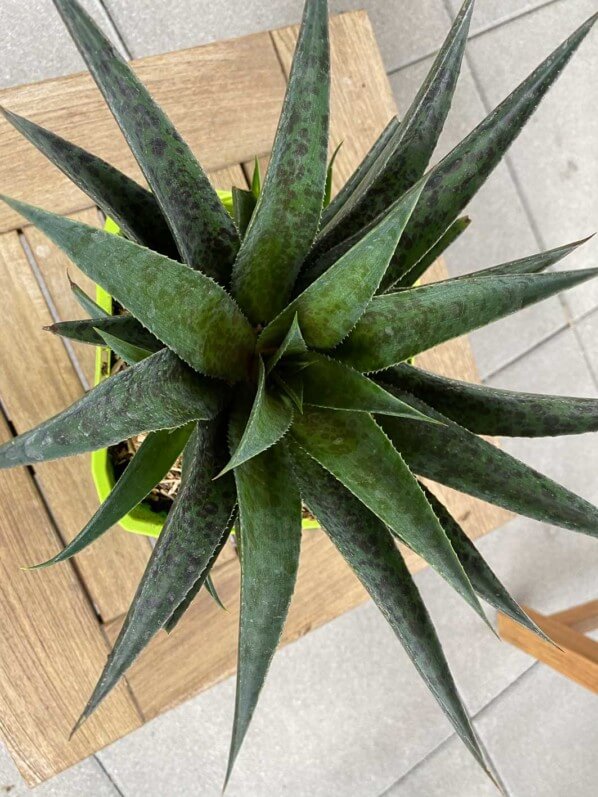 Mangave Pineapple Express, plante exotique, terrasse, Paris 19e (75)