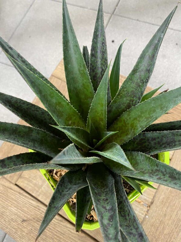 Mangave Pineapple Express, plante exotique, terrasse, Paris 19e (75)