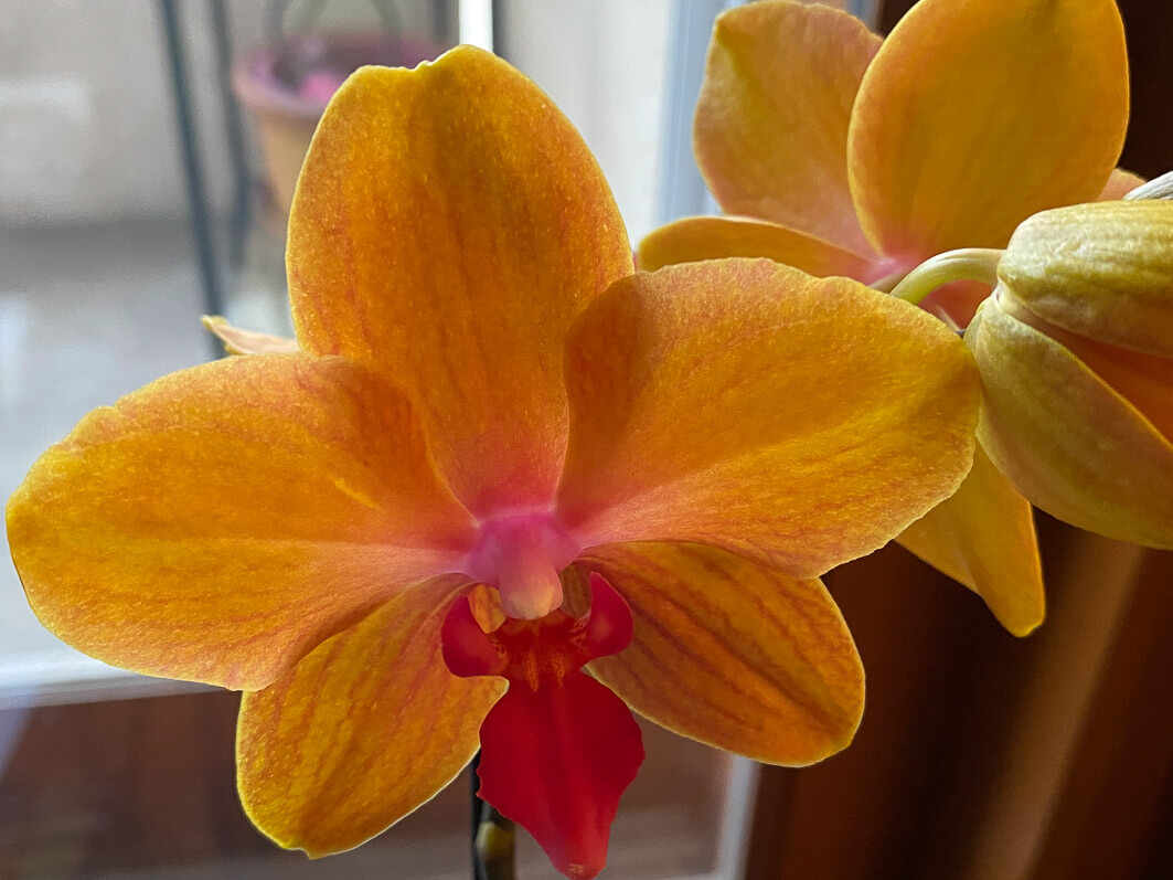 Lire la suite à propos de l’article Beau Phalaenopsis orange cuivré