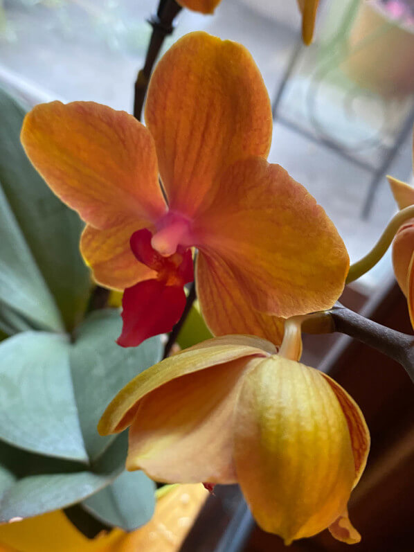 Phalaenopsis, orchidée, plante d'intérieur, Paris 19e (75)