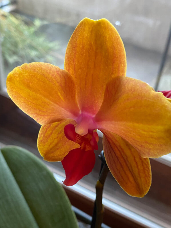 Phalaenopsis, orchidée, plante d'intérieur, Paris 19e (75)