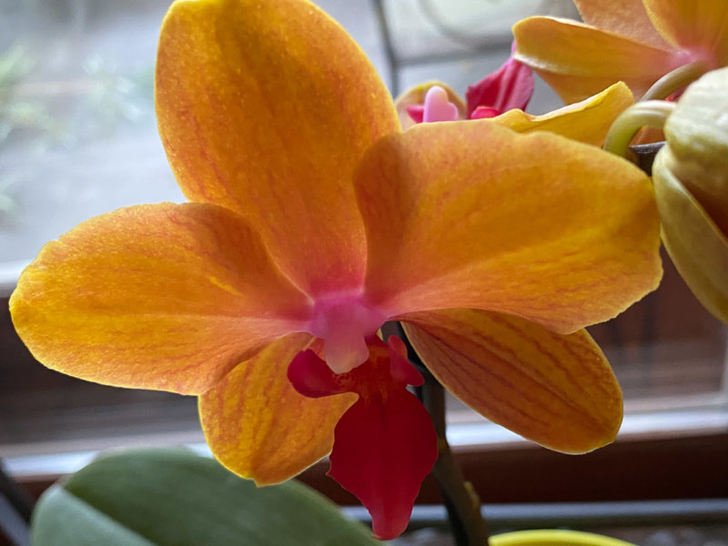 Phalaenopsis, orchidée, plante d'intérieur, Paris 19e (75)