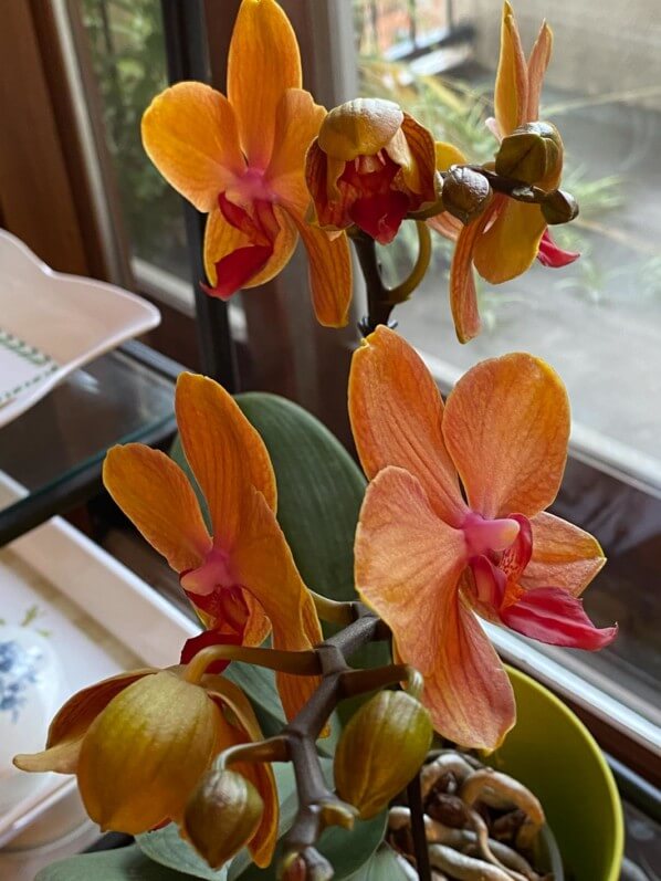 Phalaenopsis, orchidée, plante d'intérieur, Paris 19e (75)