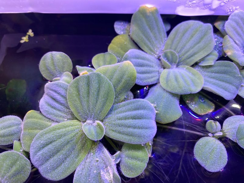 Pistia stratiotes Mini, plante aquatique flottante, nano aquarium, Paris 19e (75)