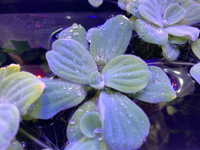 Pistia stratiotes Mini, plante aquatique, nano aquarium, Paris 19e (75)