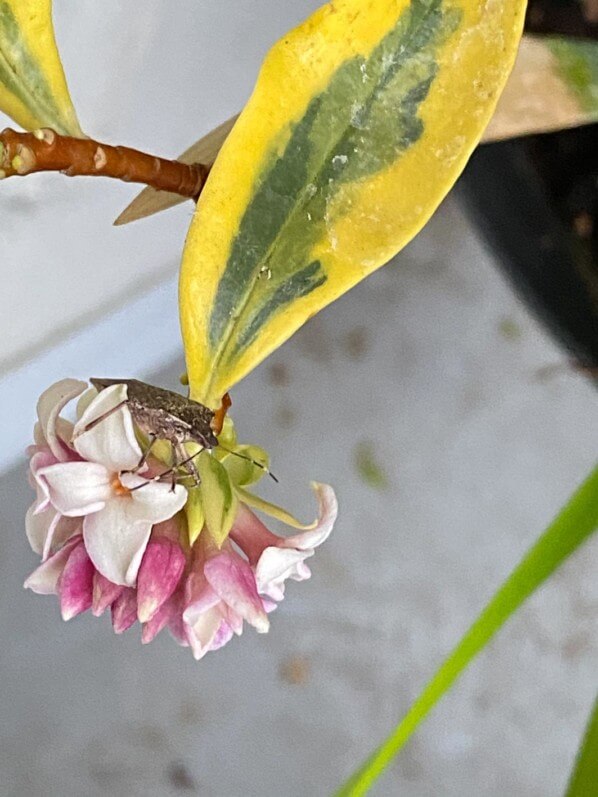 Fleurs du Daphne adora 'Geisha Girl' en hiver sur mon balcon parisien, Paris 19e (75) 