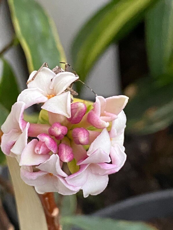 Fleurs du Daphne adora 'Geisha Girl' en hiver sur mon balcon parisien, Paris 19e (75)