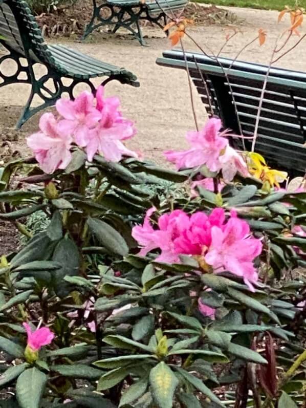 Rhododendron fleuri en automne dans le square Claude Nicolas Ledoux, Paris 14e (75)