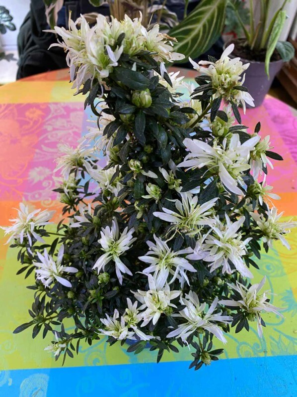 Rhododendron simsii Hortinno 'Kinku Saku Belli', plante d'intérieur, Paris 19e (75)