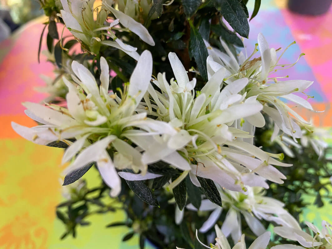 Lire la suite à propos de l’article Azalée (Rhododendron simsii) Hortinno Kinku Saku Belli