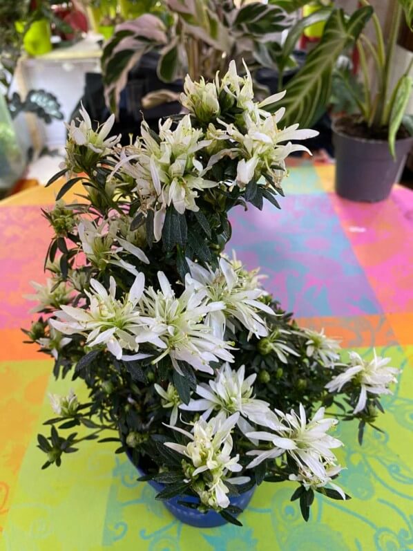 Rhododendron simsii Hortinno 'Kinku Saku Belli', plante d'intérieur, Paris 19e (75)