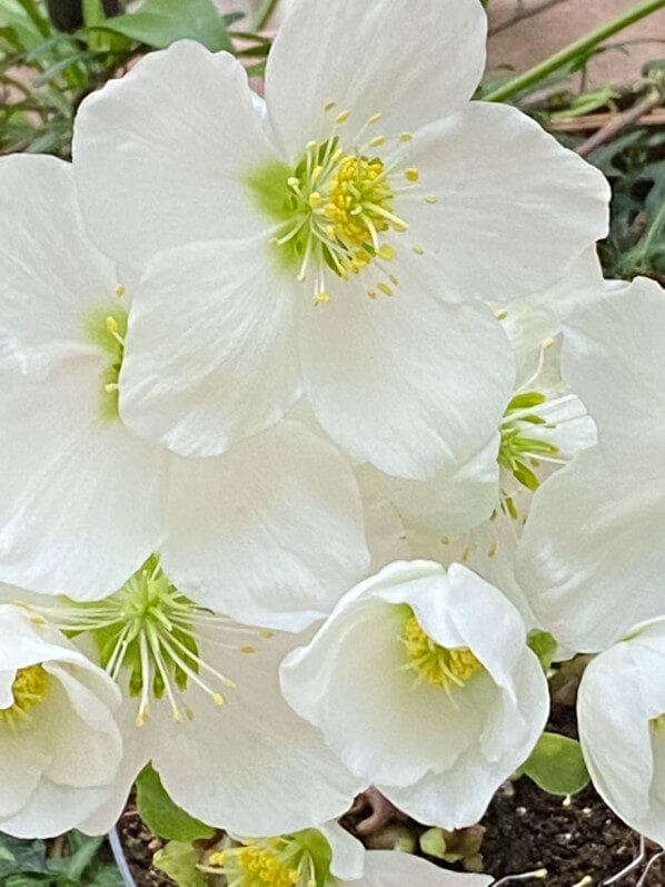 Rose de Noël, Helleborus niger, en hiver sur mon balcon parisien, Paris 19e (75)