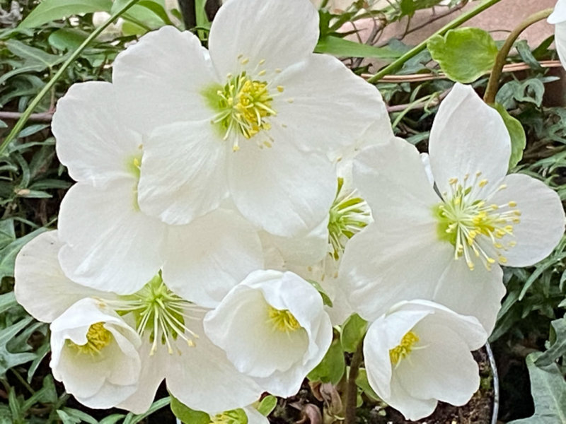 Rose de Noël, Helleborus niger, en hiver sur mon balcon parisien, Paris 19e (75)