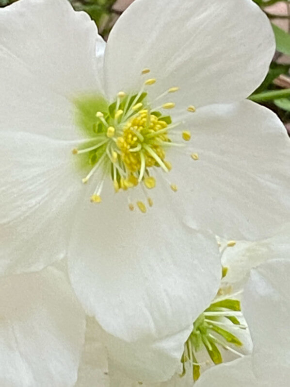 Rose de Noël, Helleborus niger, en hiver sur mon balcon parisien, Paris 19e (75)