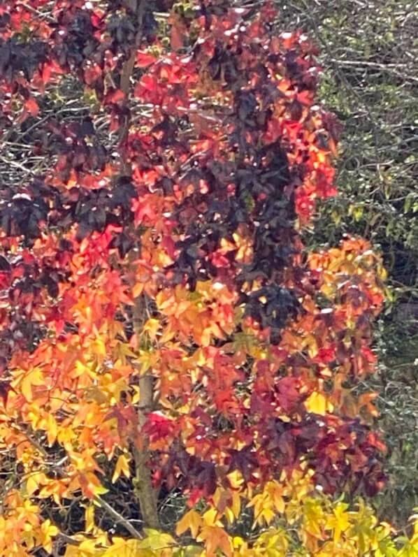 Liquidambar avec ses couleurs d'automne, rue de Nantes, Paris 19e (75)