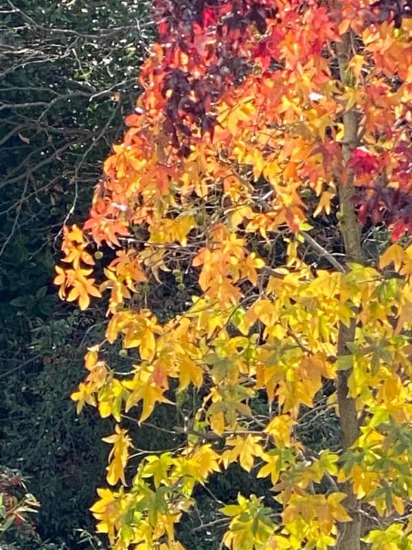 Liquidambar avec ses couleurs d'automne, rue de Nantes, Paris 19e (75)