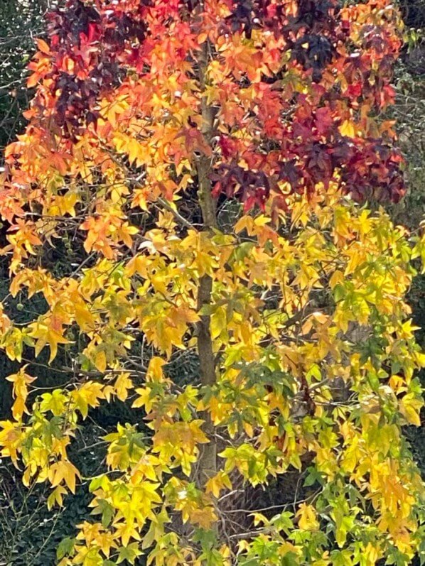 Liquidambar avec ses couleurs d'automne, rue de Nantes, Paris 19e (75)