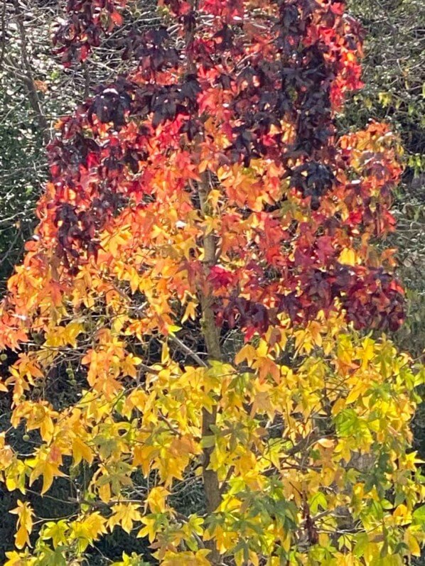 Lire la suite à propos de l’article Festival de couleurs tardif du copalme d’Amérique (Liquidambar)