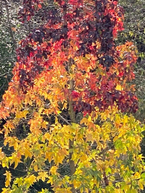 Liquidambar avec ses couleurs d'automne, rue de Nantes, Paris 19e (75)